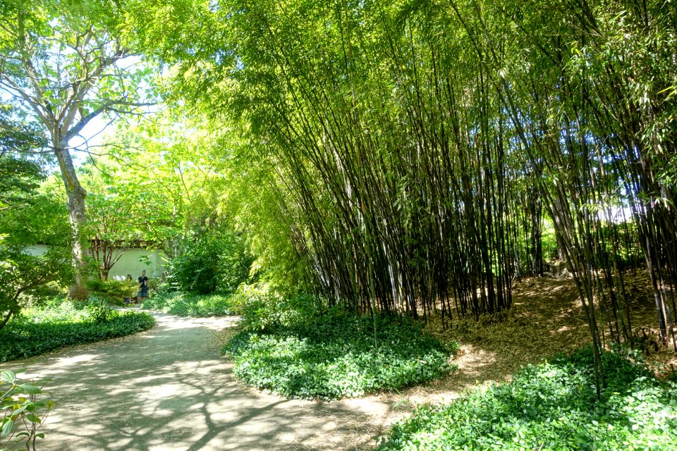 Walkways - Dr. Sun Yat-Sen Park - Vancouver, Canada - DSC09958