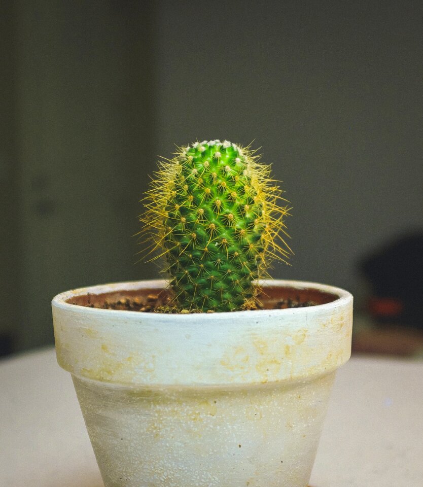 Green nature flowerpot