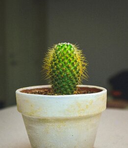 Green nature flowerpot photo