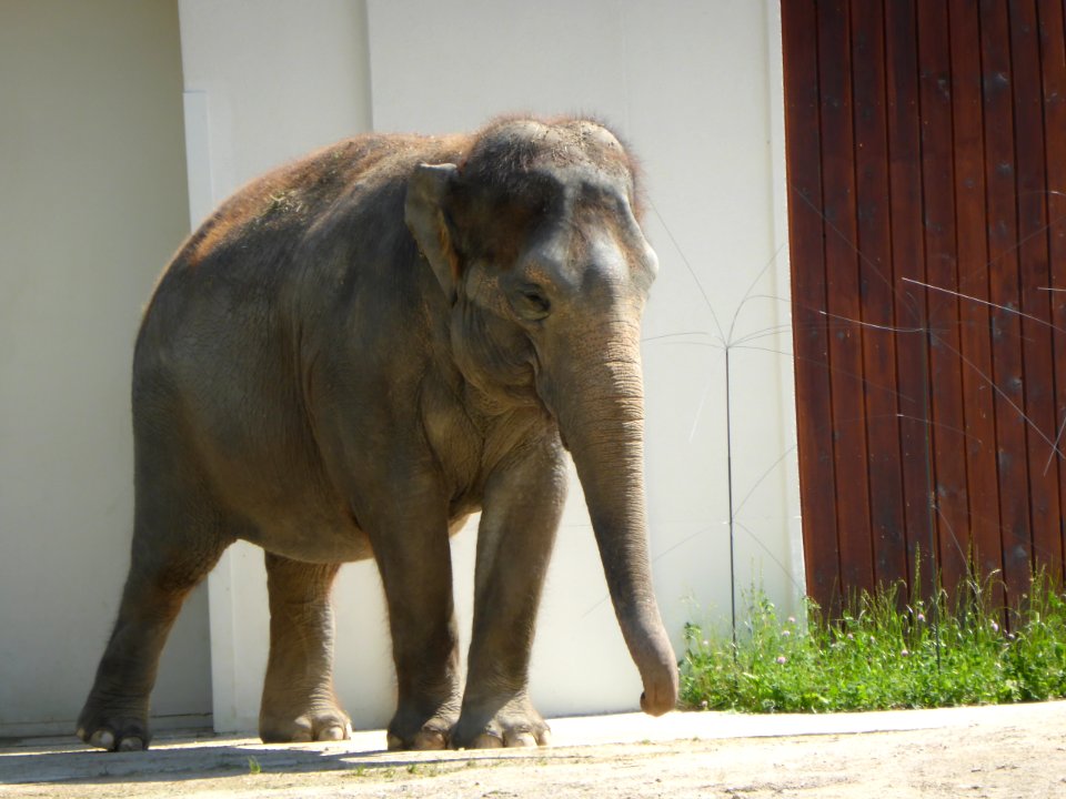 Water-Elephants-3