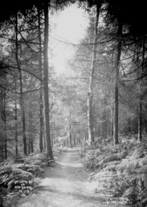 Waterfall Rd. New Radnor - The Warren Wood Radnor Forest (1295134)