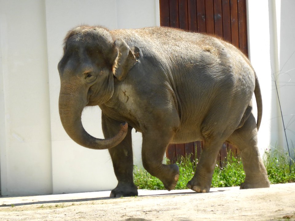 Water-Elephants-1