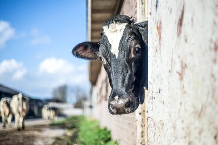 Watch head farm photo