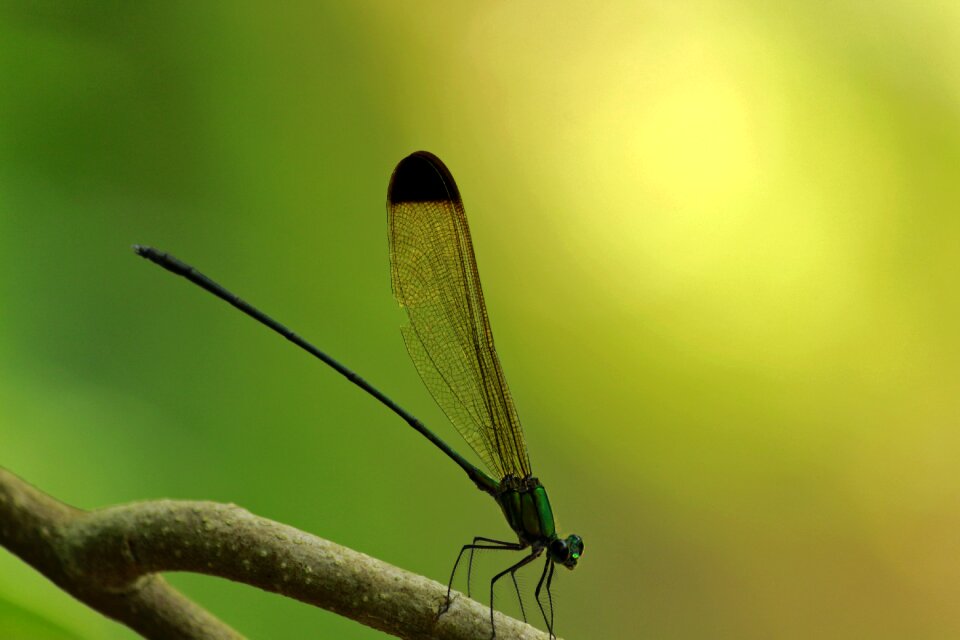 Forest glory dragonfly green dragonfly