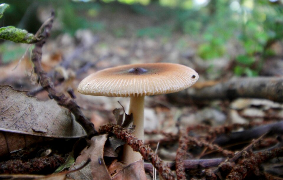Nature netherlands sheet