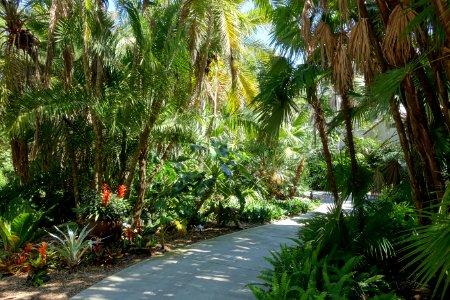 Walkway - Marie Selby Botanical Gardens - Sarasota, Florida - DSC01434