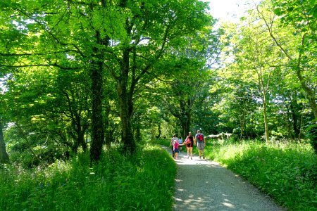 Walkway - Lost Gardens of Heligan - Cornwall, England - DSC02662 photo