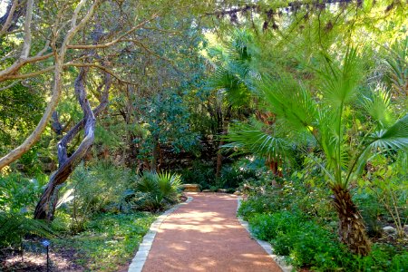 Walkway - Hartman Prehistoric Garden - Zilker Botanical Garden - Austin, Texas - DSC08973 photo