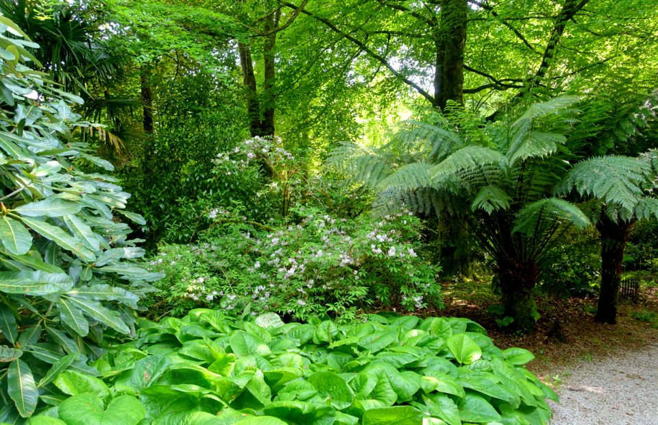 Walkway - Trengwainton Garden - Cornwall, England - DSC02464
