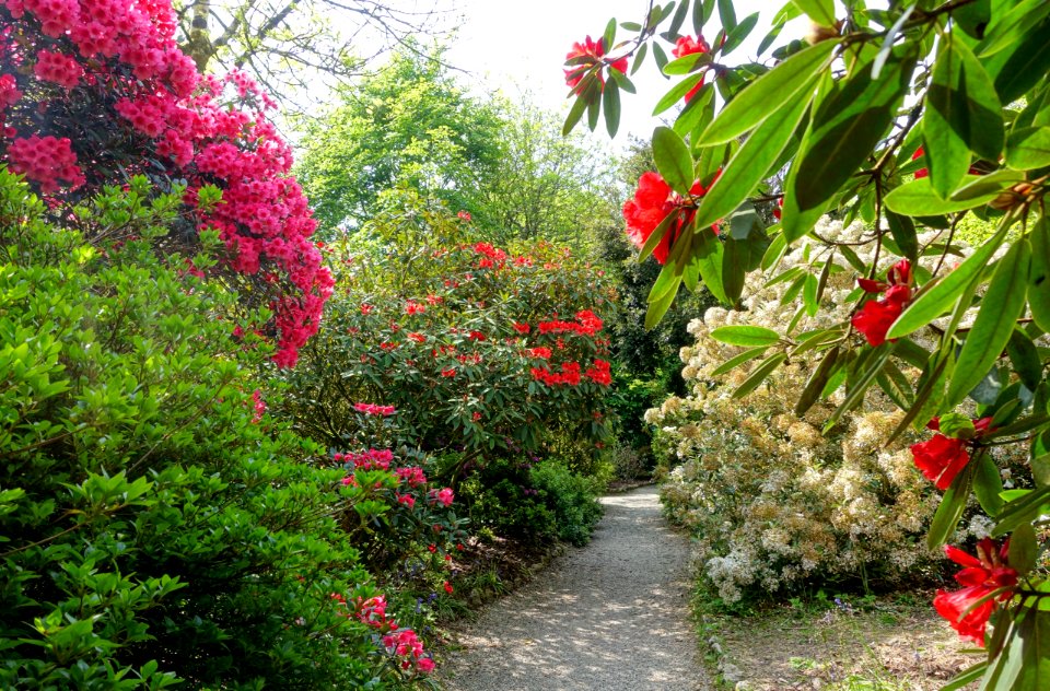 Walkway - Trengwainton Garden - Cornwall, England - DSC02558
