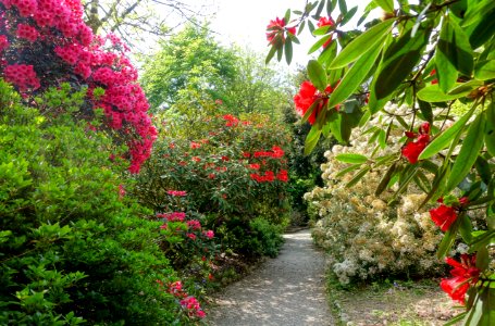 Walkway - Trengwainton Garden - Cornwall, England - DSC02558