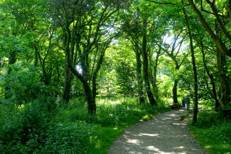 Walkway - Lost Gardens of Heligan - Cornwall, England - DSC02650