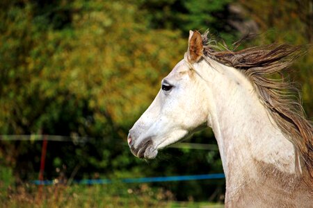 Arabs pasture coupling