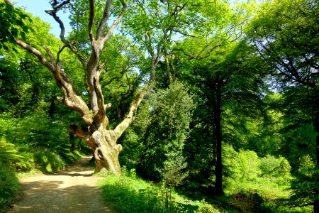 Walkway - Lost Gardens of Heligan - Cornwall, England - DSC02684