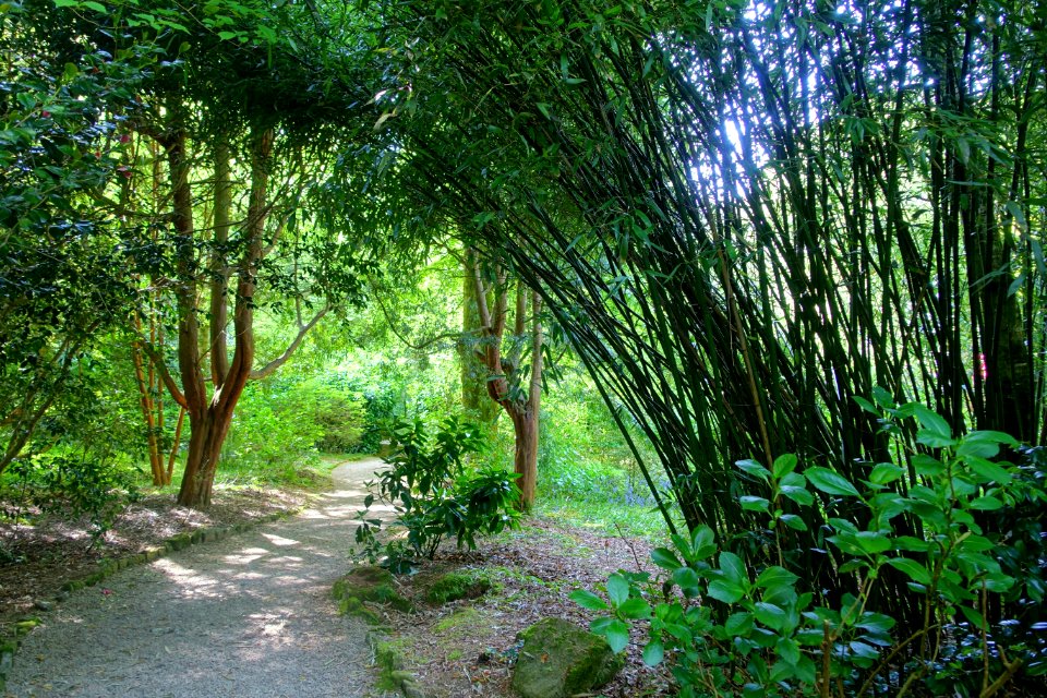 Walkway - Trengwainton Garden - Cornwall, England - DSC02534