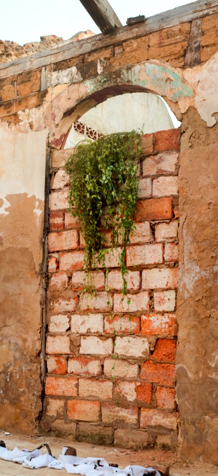 Wall climbing plant