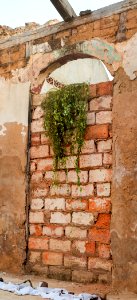 Wall climbing plant