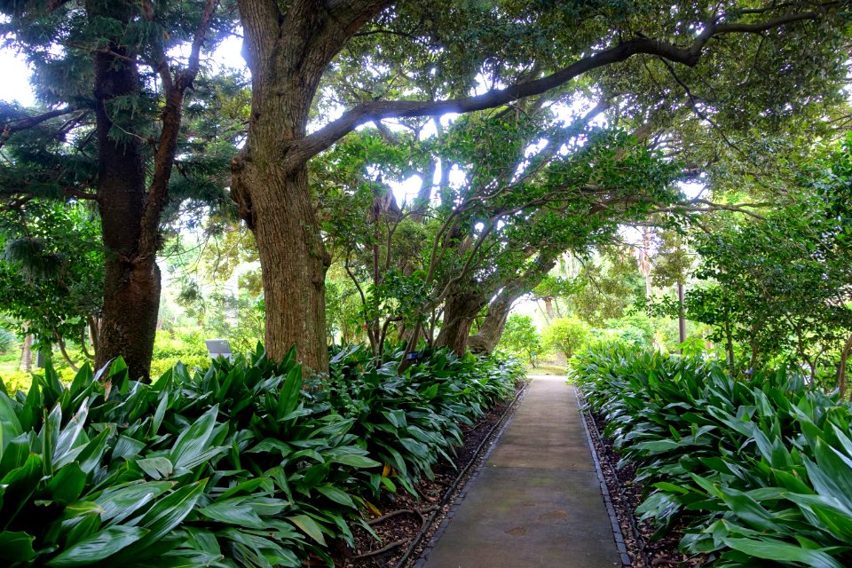 Walkway - Samuel Cocking Garden - Enoshima, Japan - DSC07770