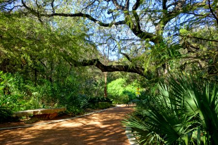 Walkway - Hartman Prehistoric Garden - Zilker Botanical Garden - Austin, Texas - DSC08968 photo