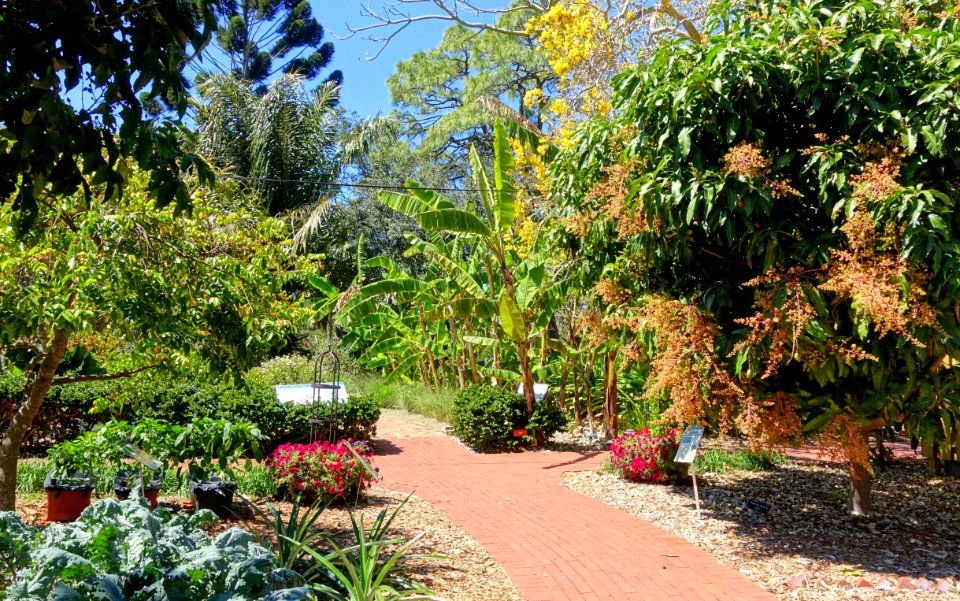 Walkway - Marie Selby Botanical Gardens - Sarasota, Florida - DSC01656