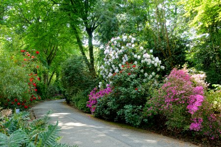 Walkway - Trengwainton Garden - Cornwall, England - DSC02462