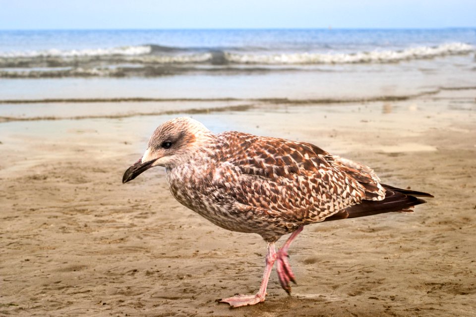 Walking On The Beach (221119205)