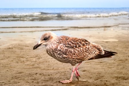 Walking On The Beach (221119205)