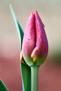 Plant easter leaf