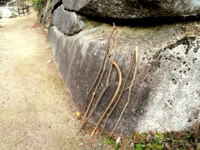 Walking sticks, Mount Misen - DSC02131