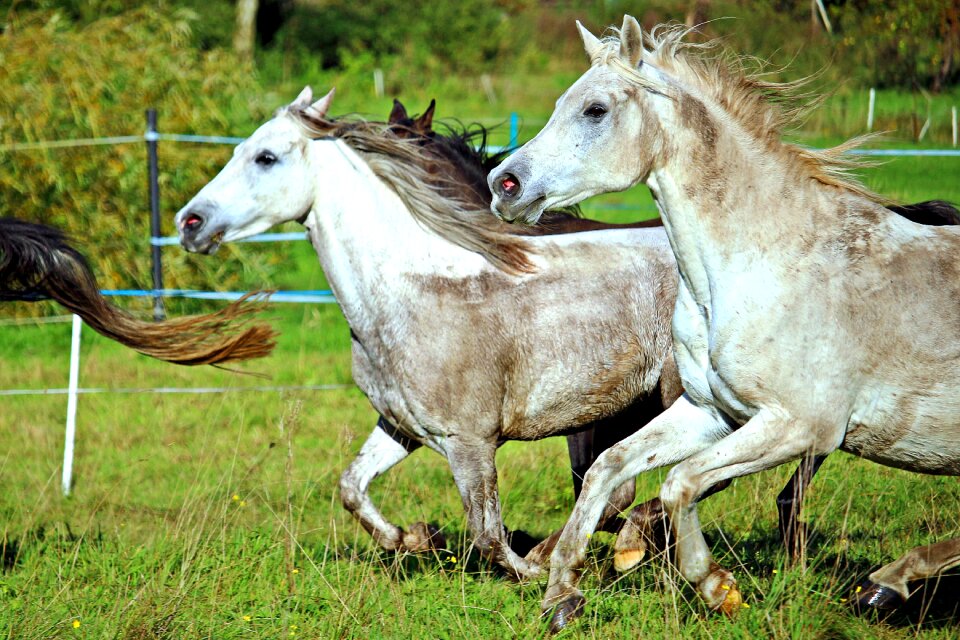 Flock arabs thoroughbred arabian