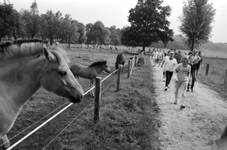 Wandelvierdaagse Apeldoorn, Bestanddeelnr 934-4816