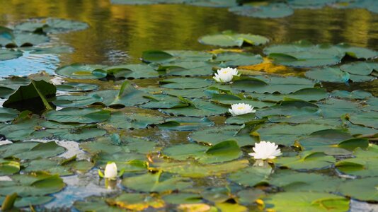 Aquatic lily nature