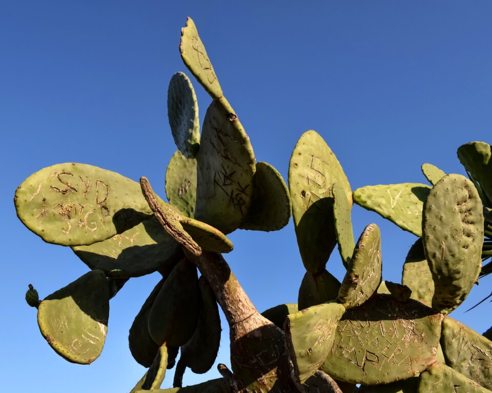 Vegetation message mediterranean