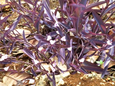 Wandering jew (Tradescantia pallida) Buton Island