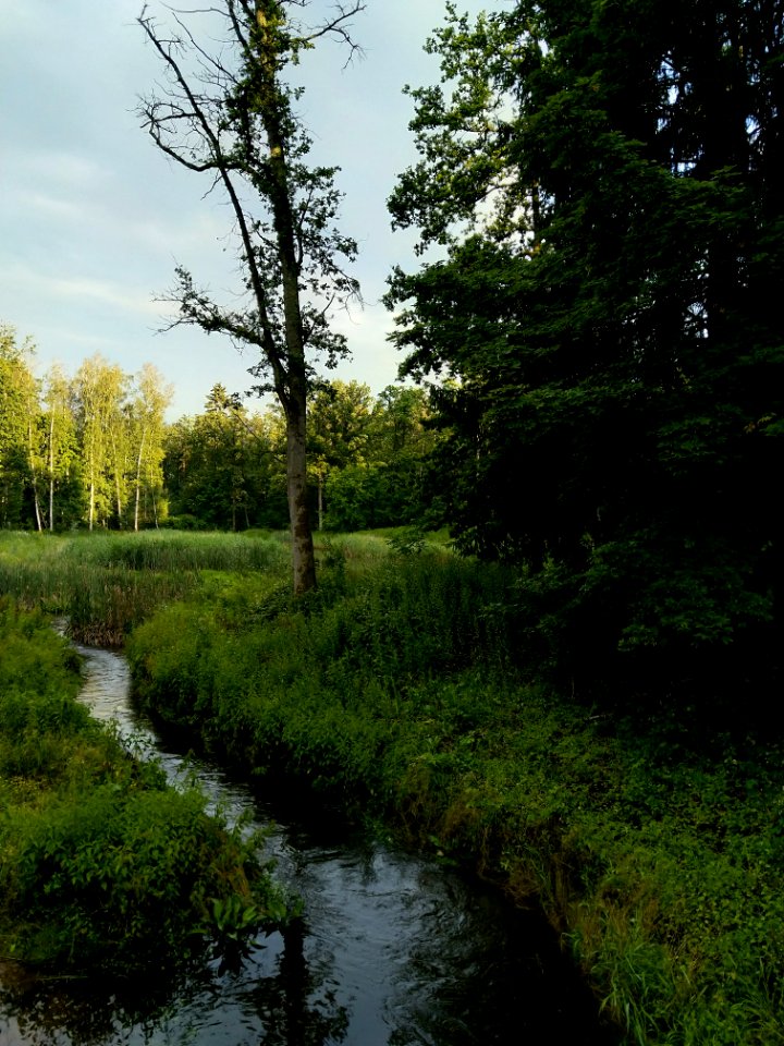 Wald und Ufervegetation beim Langwassergraben Volkspark Dutzendteich