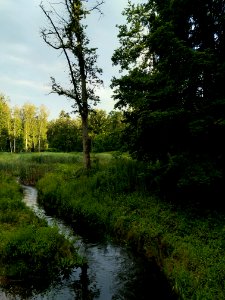 Wald und Ufervegetation beim Langwassergraben Volkspark Dutzendteich