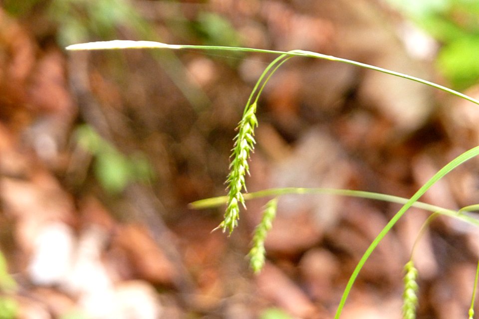 Wald-Segge Falkenstein