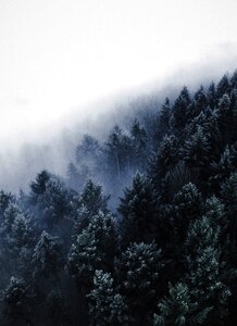 Winter sky pines photo