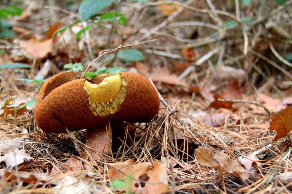 Waldspaziergang 2011-11-01-4061