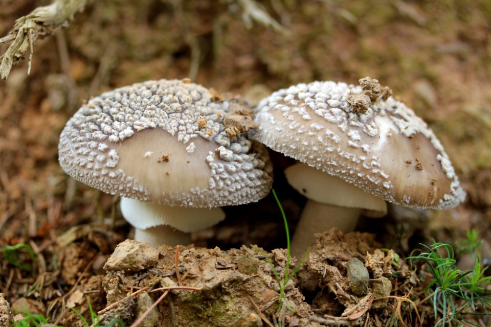 Waldspaziergang 2012-07-06-9353