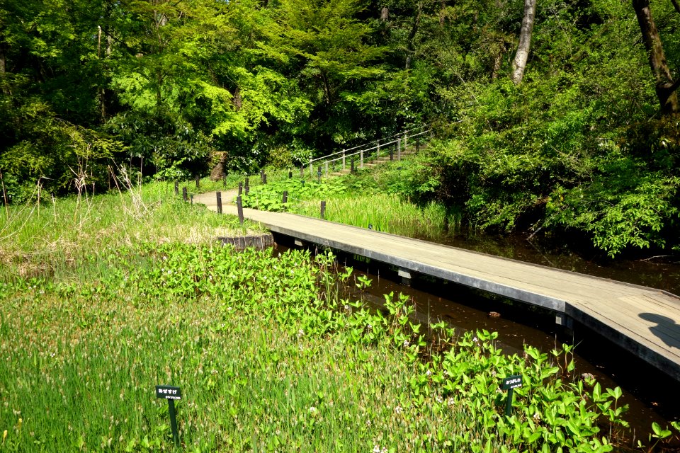 Walkway - Institute for Nature Study, Tokyo - DSC02126