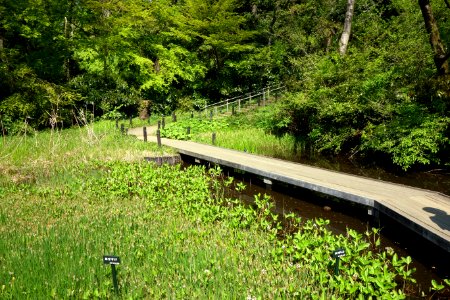 Walkway - Institute for Nature Study, Tokyo - DSC02126