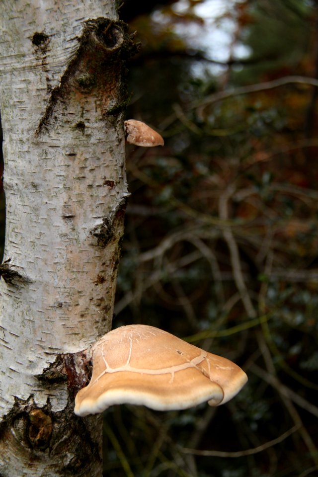 Waldspaziergang 2011-11-01-4081