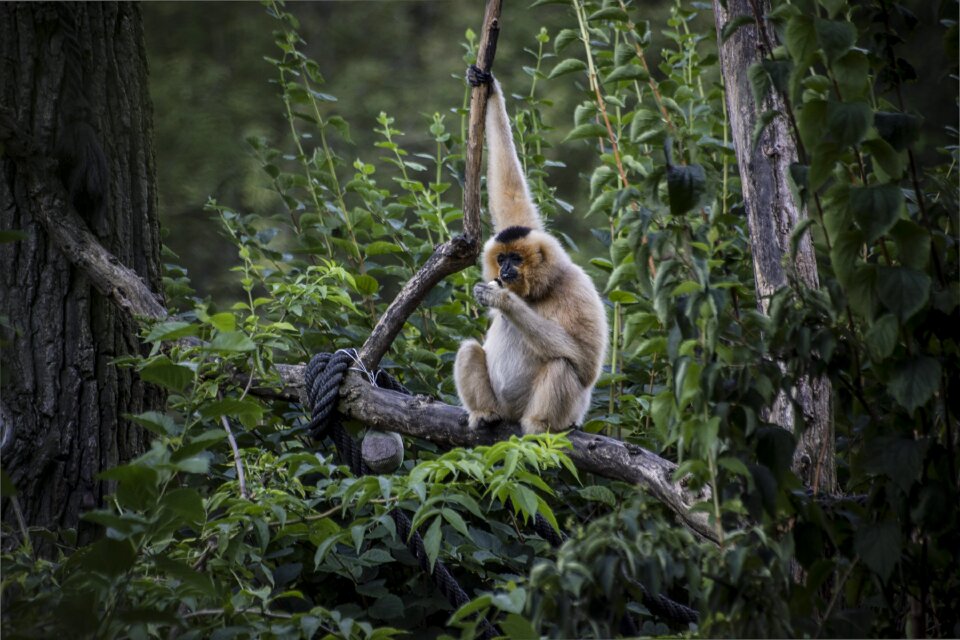 Animals animal wild animals
