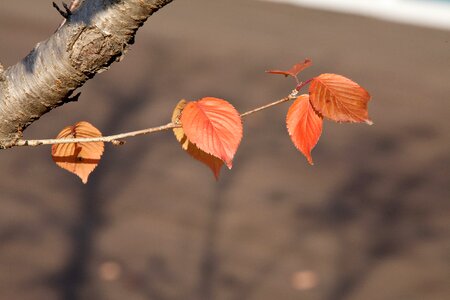 Autumn plants dry photo