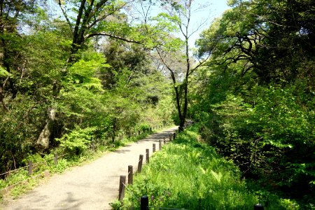 Walkway - Institute for Nature Study, Tokyo - DSC02151