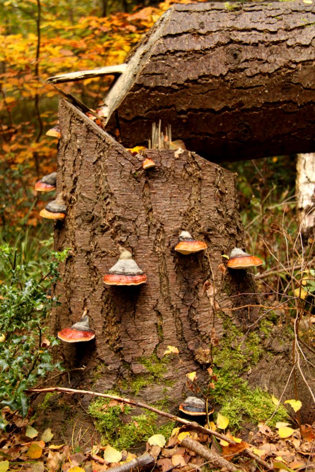 Waldspaziergang 2011-11-01-4128