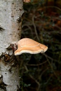 Waldspaziergang 2011-11-01-4080