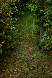 Waldweg, Burg Bilstein, Hessen, Deutschland IMG 1226 edit
