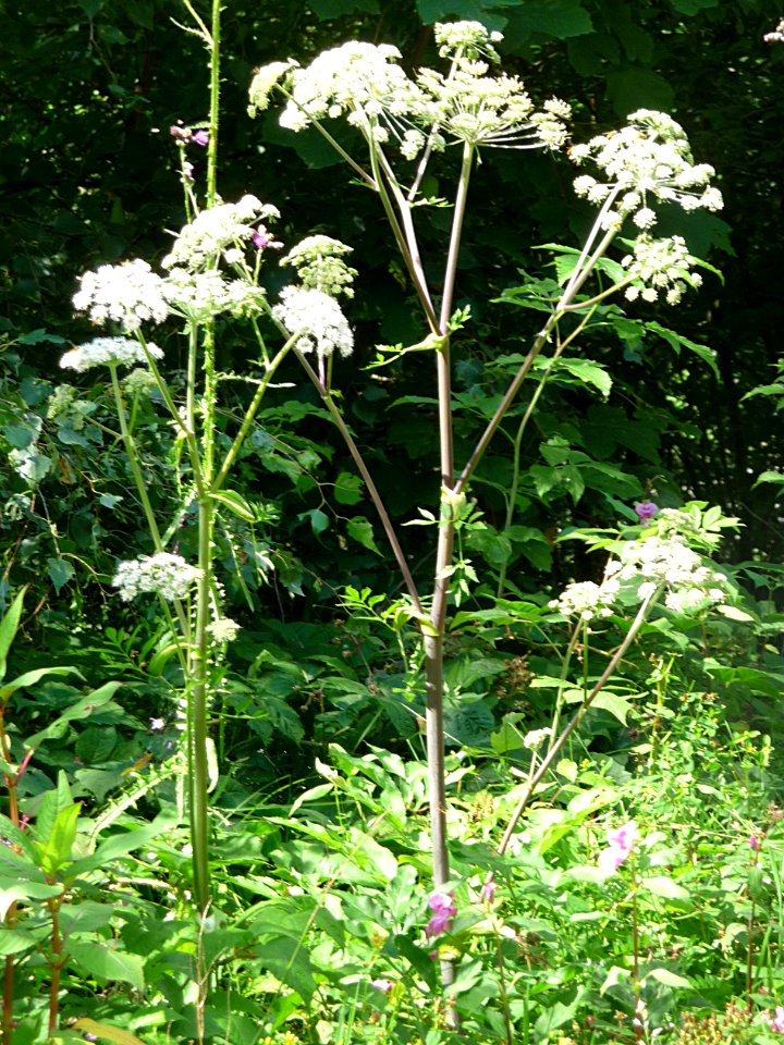 Wald-Engelwurz Scheuereck